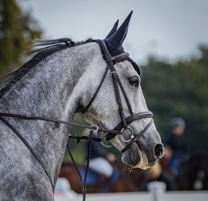 Bandagen für Pferde